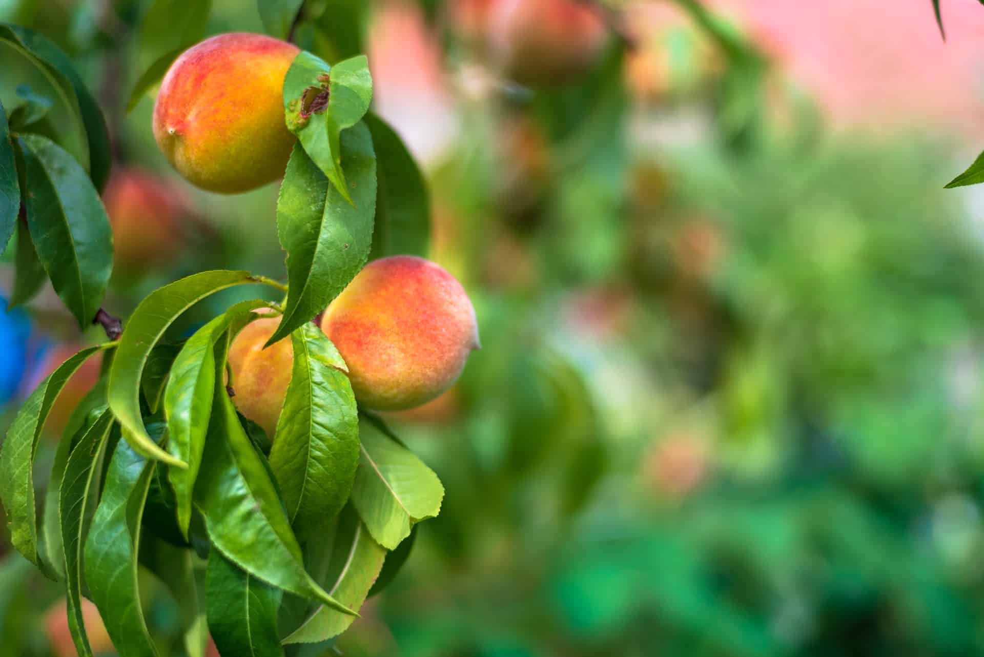 a photo of peaches in a tree