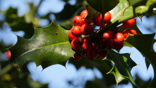 photo of holly berries