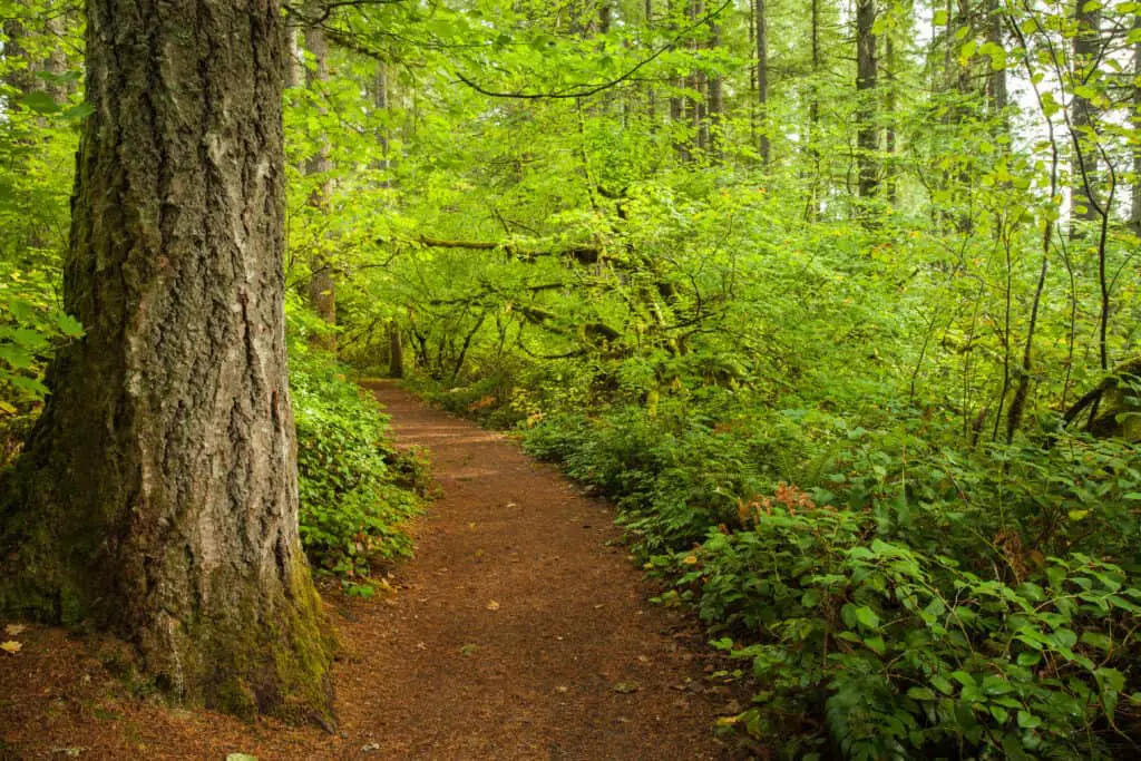 trees and a path